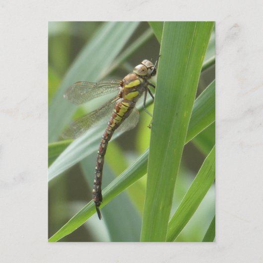 Spring Hawker Dragonfly DIY Briefkaart (Voorkant)