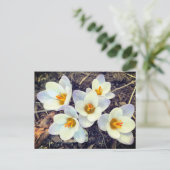 Spring heeft Sprung Crocus bloemen Briefkaart (Staand voorkant)