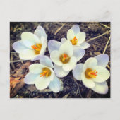 Spring heeft Sprung Crocus bloemen Briefkaart (Voorkant)
