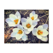 Spring heeft Sprung Crocus bloemen