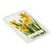 Spring heeft Sprung Yellow Daffodils Close-up foto Magneet (Rechterzijde)