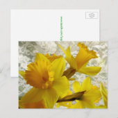 Spring Holiday Daffodil Briefkaart (Voorkant / Achterkant)