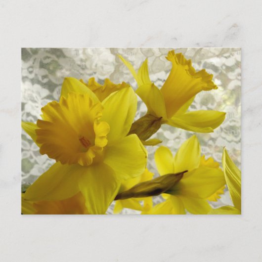 Spring Holiday Daffodil Briefkaart (Voorkant)