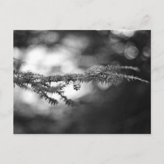 Spring Hope Pinecone Briefkaart