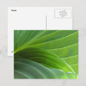 Spring Hosta briefkaart (Voorkant / Achterkant)