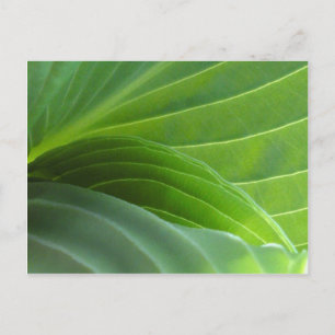 Spring Hosta briefkaart