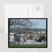~ Spring in Lancaster County ~ 56 Briefkaart (Voorkant / Achterkant)