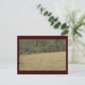 ~ Spring in Lancaster County ~ 5 Briefkaart (Staand voorkant)