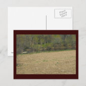 ~ Spring in Lancaster County ~ 5 Briefkaart (Voorkant / Achterkant)