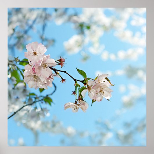Spring Is in the Air -  Poster (Voorkant)