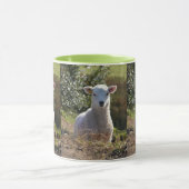 Spring Lamb Mok (Midden)