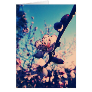 Spring Lomo Blossom Card