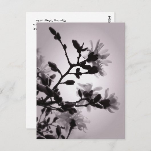 Spring Magnolia Briefkaart (Voorkant / Achterkant)