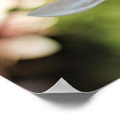 Spring Magnolia Poster (Hoek)