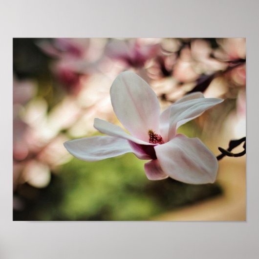 Spring Magnolia Poster (Voorkant)