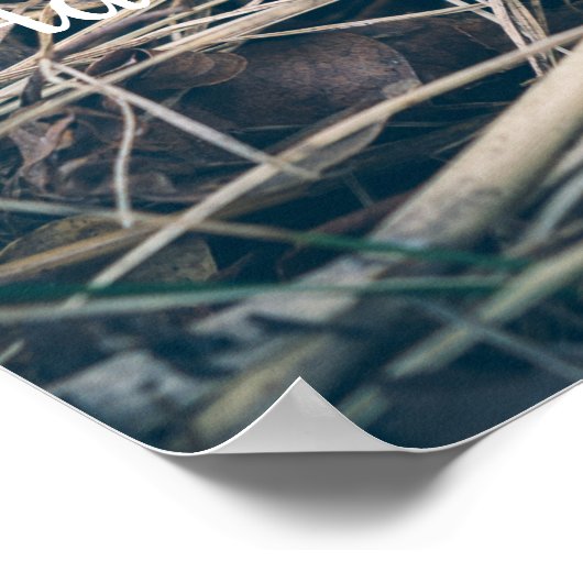 Spring Morel Mushroom Poster (Hoek)