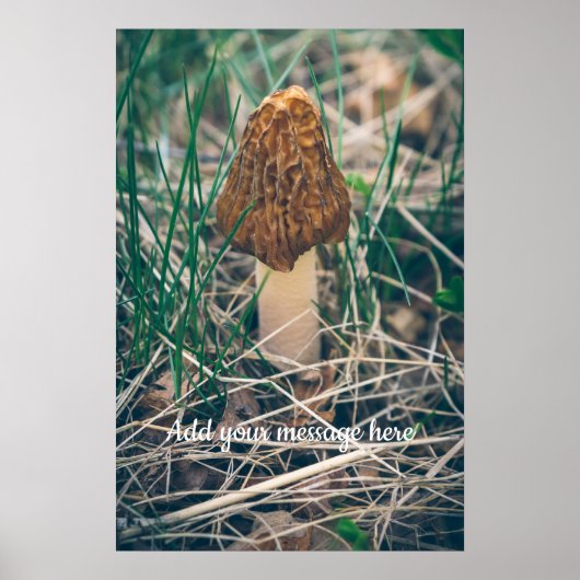 Spring Morel Mushroom Poster (Voorkant)