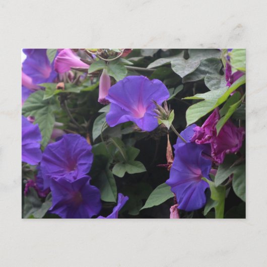 Spring Morning Glories in Blue Briefkaart (Voorkant)