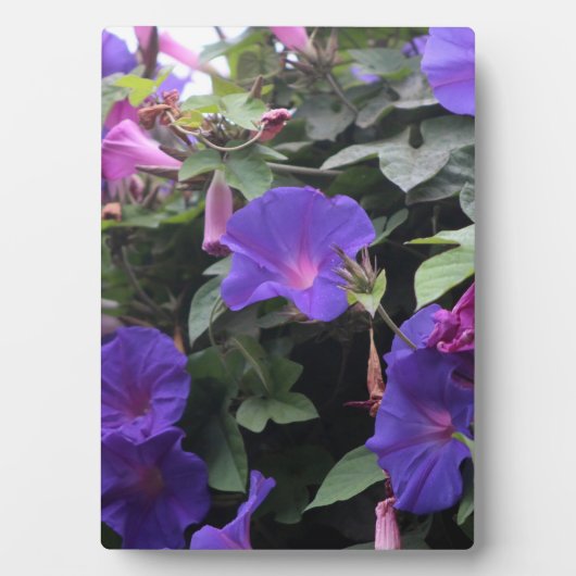 Spring Morning Glories in Blue Fotoplaat (voorkant)