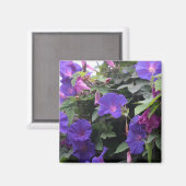 Spring Morning Glories in Blue Magneet (Voorkant / Achterkant)