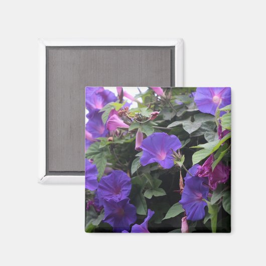 Spring Morning Glories in Blue Magneet (Voorkant / Achterkant)