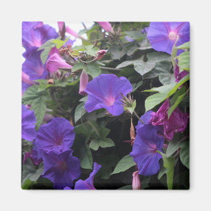 Spring Morning Glories in Blue Magneet