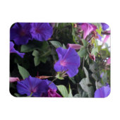 Spring Morning Glories in Blue Magneet (Horizontaal)