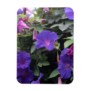 Spring Morning Glories in Blue Magneet