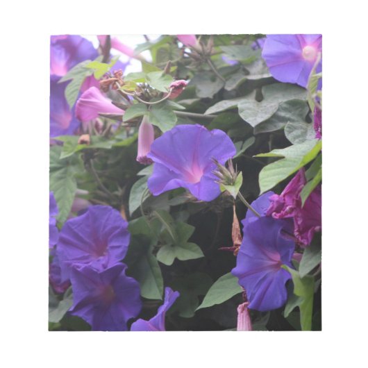 Spring Morning Glories in Blue Notitieblok (Voorkant)
