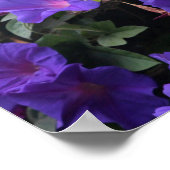 Spring Morning Glories in Blue Poster (Hoek)