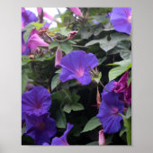 Spring Morning Glories in Blue Poster (Voorkant)