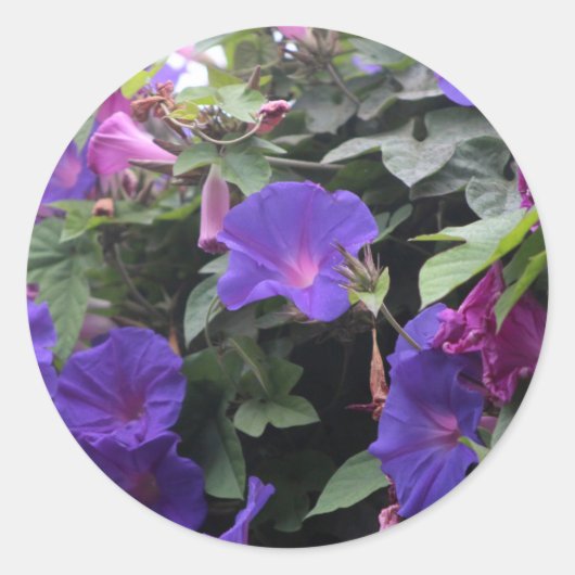 Spring Morning Glories in Blue Ronde Sticker (Voorkant)
