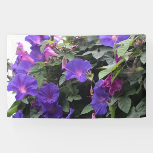 Spring Morning Glories in Blue Spandoek (Horizontaal)
