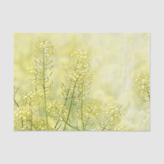 Spring Mustard Tissuepapier (Voorkant)