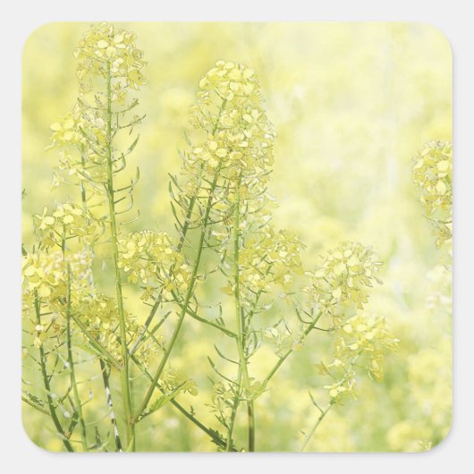 Spring Mustard Vierkante Sticker (Voorkant)