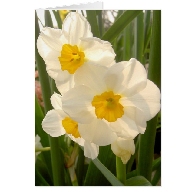 Spring Narcissi (Voorkant)