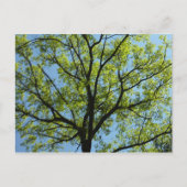 Spring Oak Tree Vibrant Natuur Briefkaart (Voorkant)