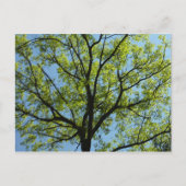 Spring Oak Tree Vibrant Natuur Briefkaart (Voorkant)