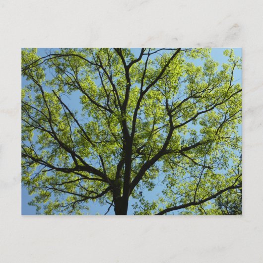 Spring Oak Tree Vibrant Natuur Briefkaart (Voorkant)