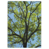 Spring Oak Tree Vibrant Natuur Klembord (Achterkant)