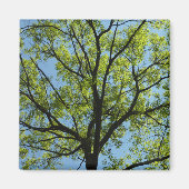 Spring Oak Tree Vibrant Natuur Magneet (Voorkant)