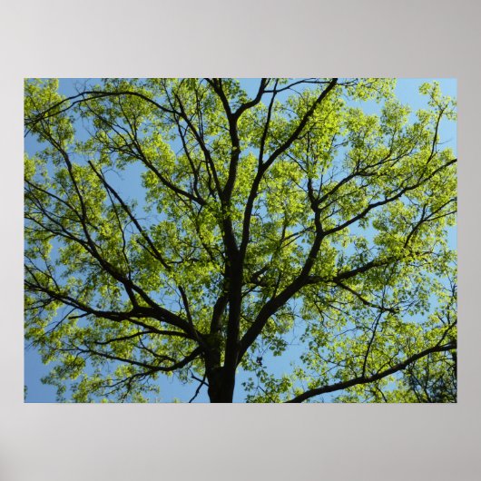 Spring Oak Tree Vibrant Natuur Poster (Voorkant)