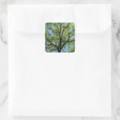 Spring Oak Tree Vibrant Natuur Vierkante Sticker (Tas)