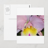 Spring Orchid Briefkaart (Voorkant / Achterkant)