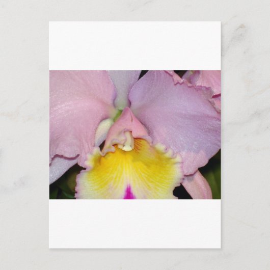 Spring Orchid Briefkaart (Voorkant)