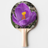 Spring Paars Crocus Flower Photo 2-Sided Printn Tafeltennisbatje (Voorkant)