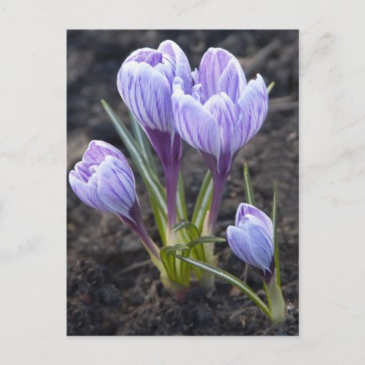 SPRING PAARSE CROCUS BRIEFKAART (Voorkant)