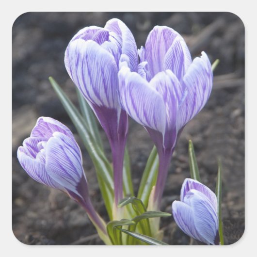 SPRING PAARSE CROCUS VIERKANTE STICKER (Voorkant)