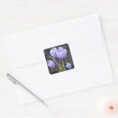 SPRING PAARSE CROCUS VIERKANTE STICKER (Envelop)