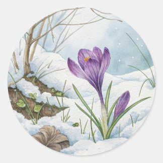 Spring Paarse krokus in de Sticker